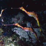 Baby Weedy Seadragons 