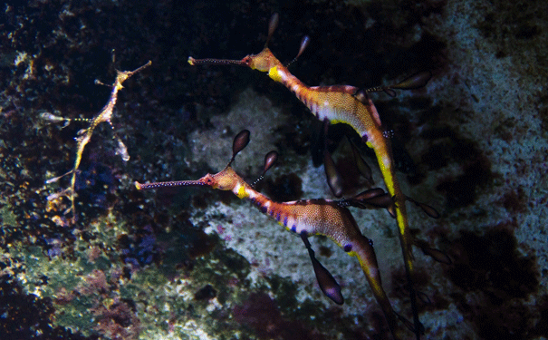 Sydney-Weedy-Seadragon