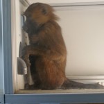 Baboons can recognise words