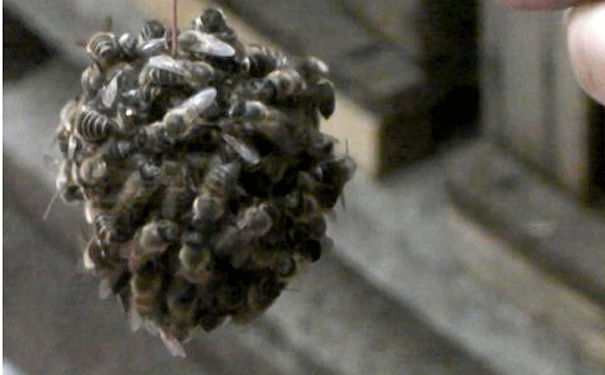 bee-ball