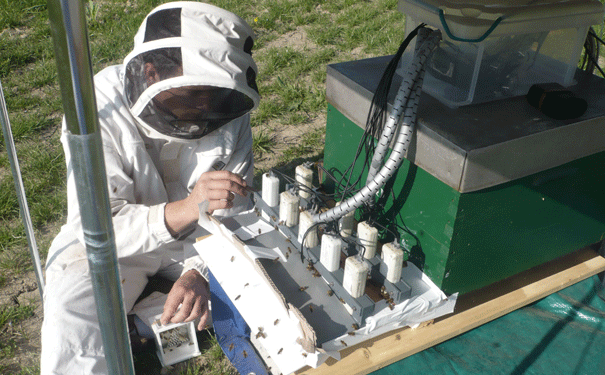 bees-rfid