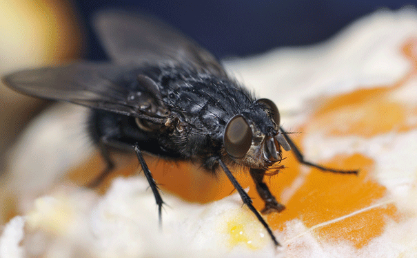 Black flies exist for a reason | Science Illustrated