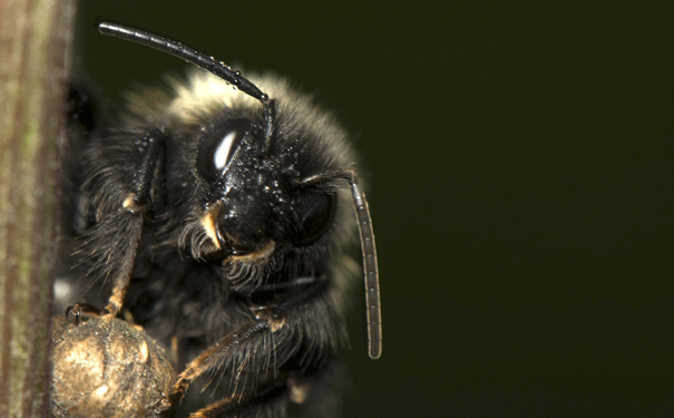 bumblebee