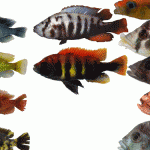 Picky females promote diversity