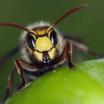 Japanese honeybees cook their enemies