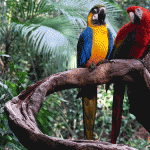 Pre-Columbian farming secrets could save the Amazonian savanna