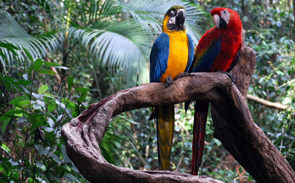 macaw