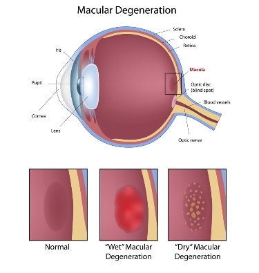 macula