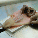 ‘The Matrix’ helps cats and dogs
