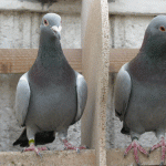 Cells among the pigeons