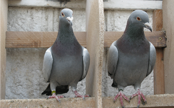 pigeon