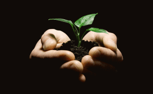 Talking trees | Science Illustrated