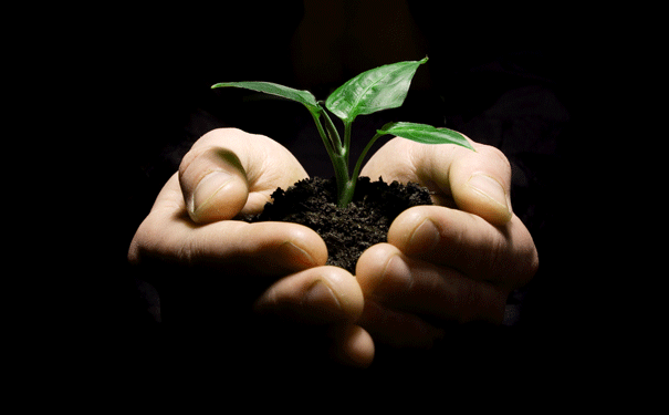 plant