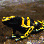 Fit frogs have fast changing genomes