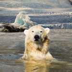 Polar bears are much older than we thought