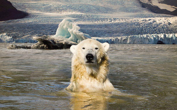 polarbear