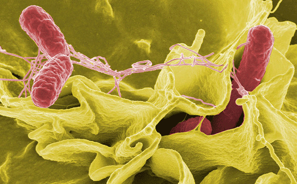 salmonella