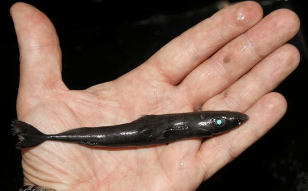 tinyshark