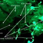 Female tsetse flies and what they teach us about mammals