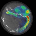 Waking embryos in the womb