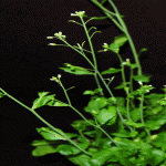 Genes tell plants when to flower