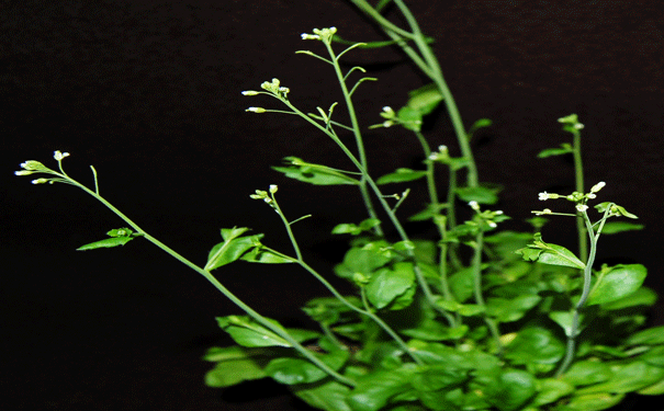 Arabidopsis