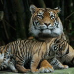 Zoos are looking for love online