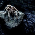 Arachnophobia cured within three hours 