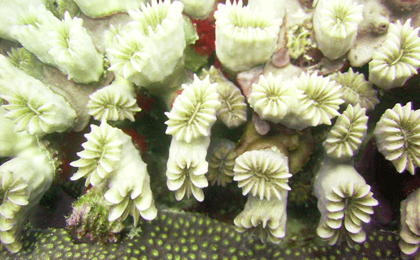 bleached-coral