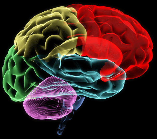 brain