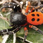 The elusive ladybird spider