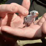 Baby bush budgie