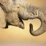 Elephants still in danger