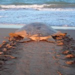 Discovering Australia’s own sea turtle