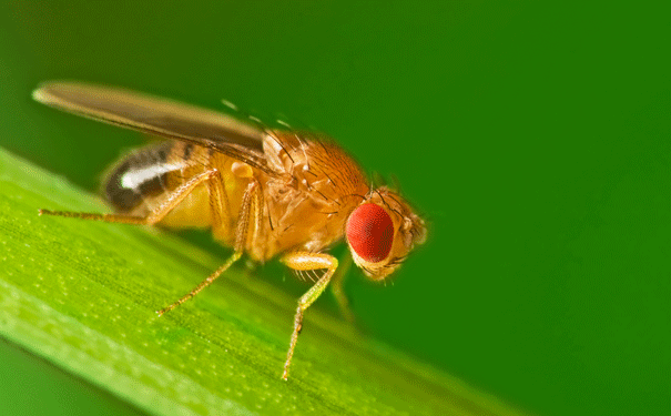 fruitfly