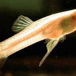 Changing climate could affect pest fertility 