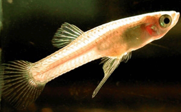 gambusia