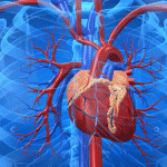 Fixing hearts with skin cells