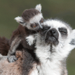 Motherly love in the animal kingdom