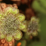 Plants and fungi joined forces to colonise the world
