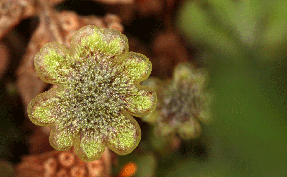 liverwort