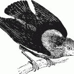 The moonwalking bird