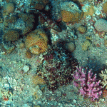 Octopus focus on key features for camouflage
