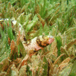Endangered seagrasses can store carbon