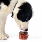 Could eating chocolate kill your dog?