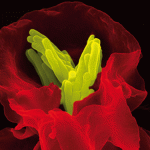 The human immune system in action