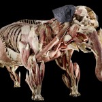 Animals inside out