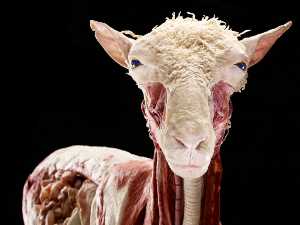 A_Lambkin_002
