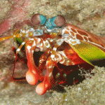 Sorry molluscs, can’t hide from the mantis shrimp
