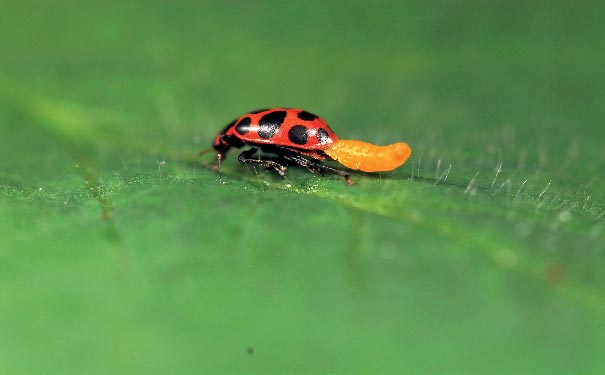 LADYBIRD